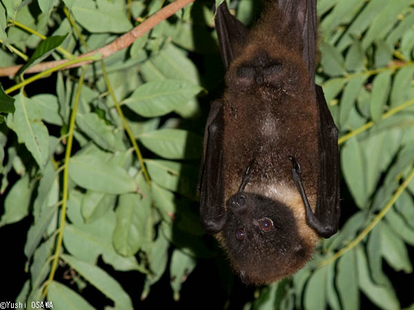 ���i�Ǖ����ɂ̓G���u�I�I�R�E����������