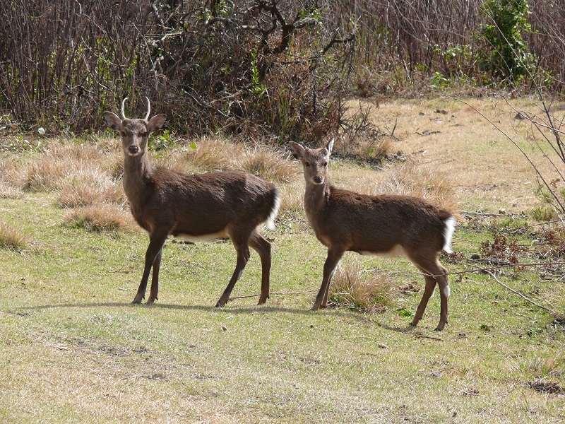 ヤクジカが植生に悪影響をもたらす